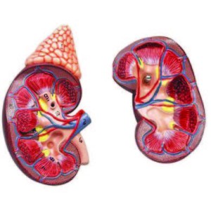 Kidney with Adrenal Gland, life size - 2 Parts